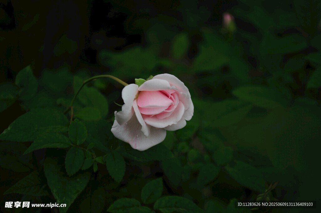月季花綻放綠葉間