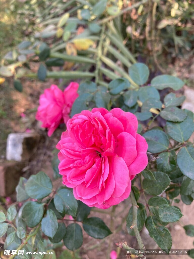 嬌艷綻放的粉紅色月季花