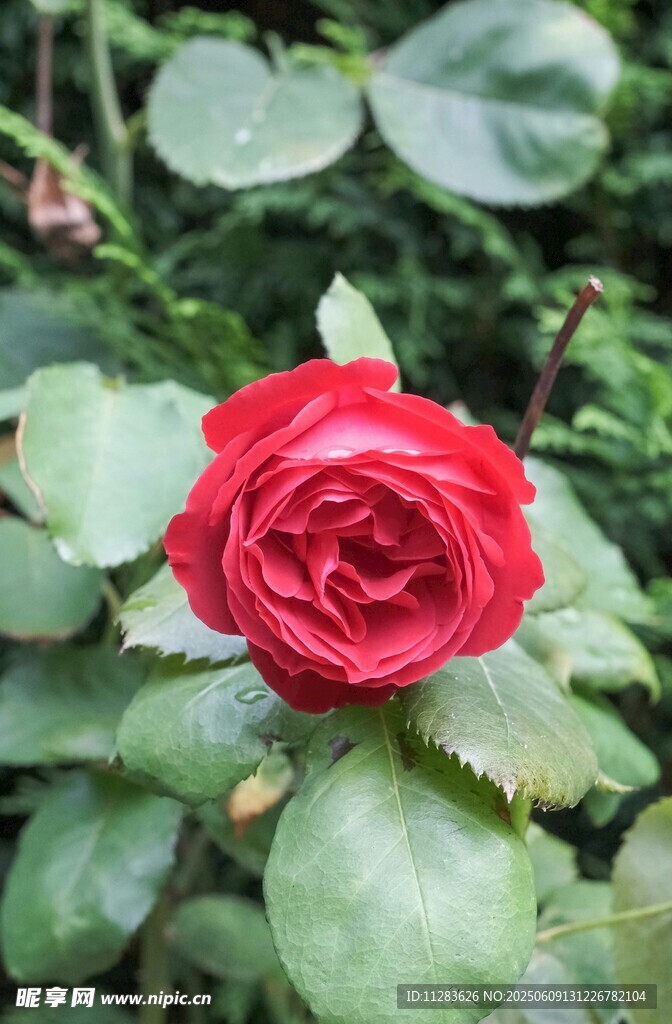 月季花綻放綠葉間
