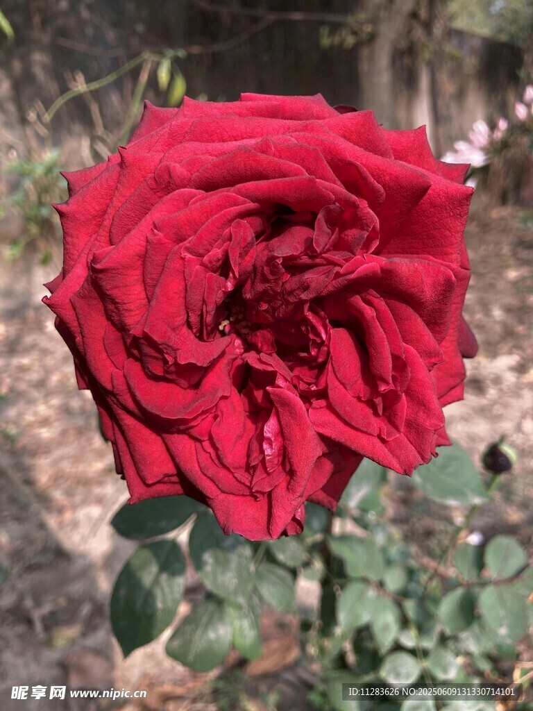 嬌艷紅月季花