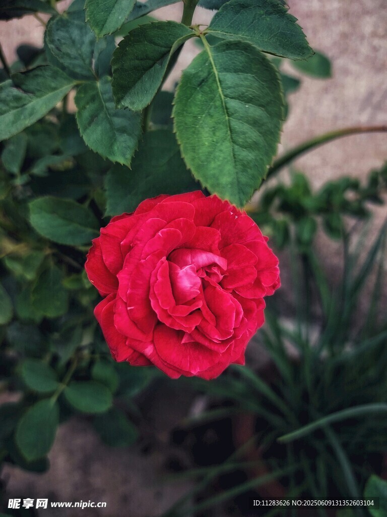 紅月季花