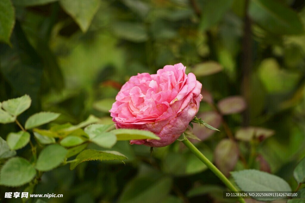 嬌艷粉色薔薇花