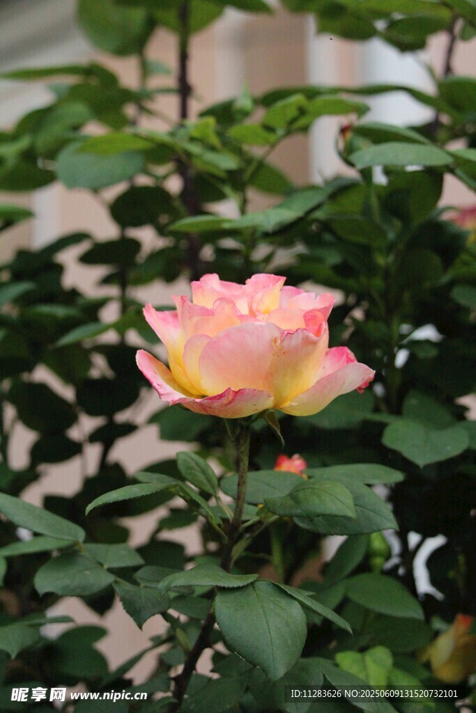 嬌艷粉色月季花綻放