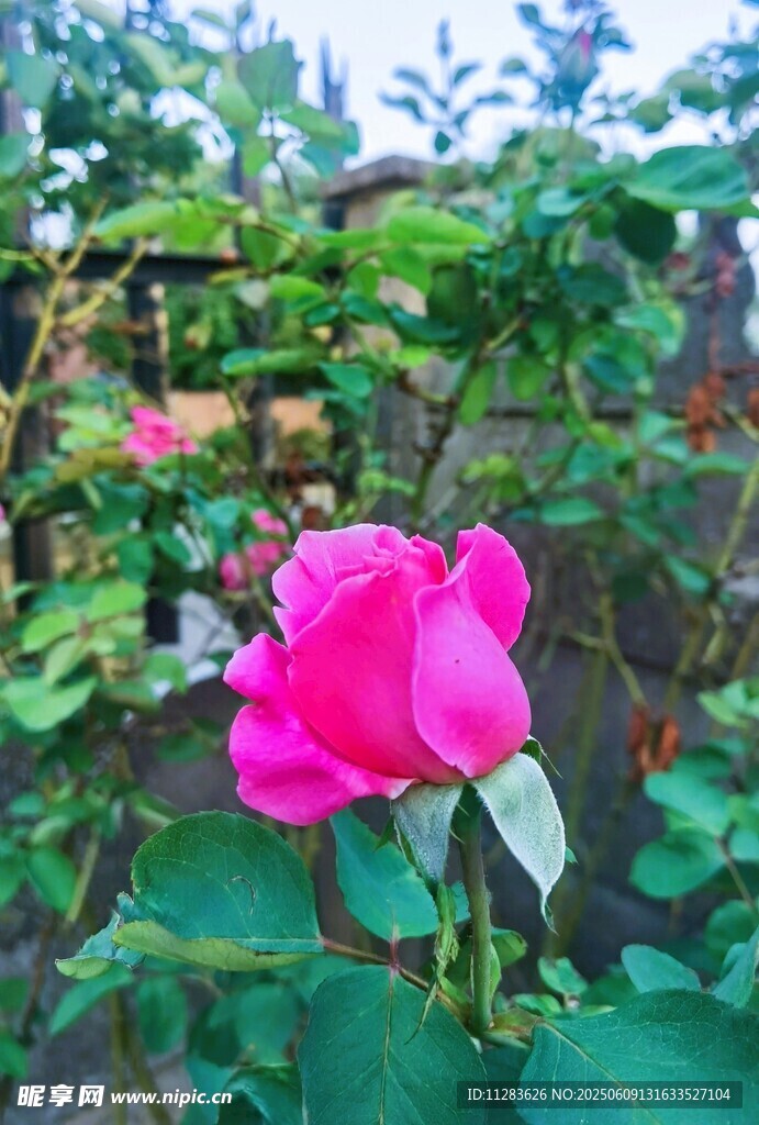 嬌艷綻放的粉色月季花
