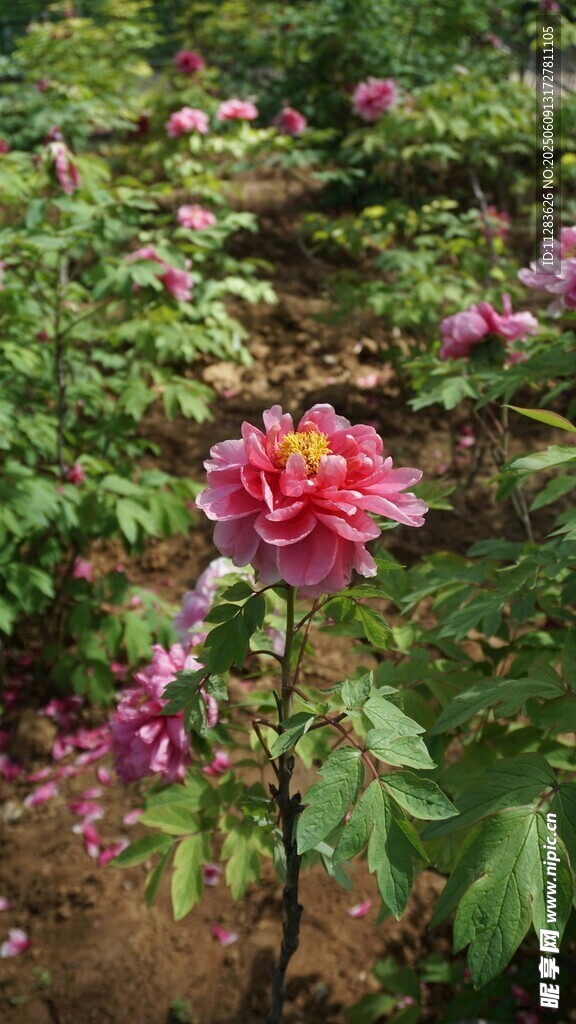 月季花