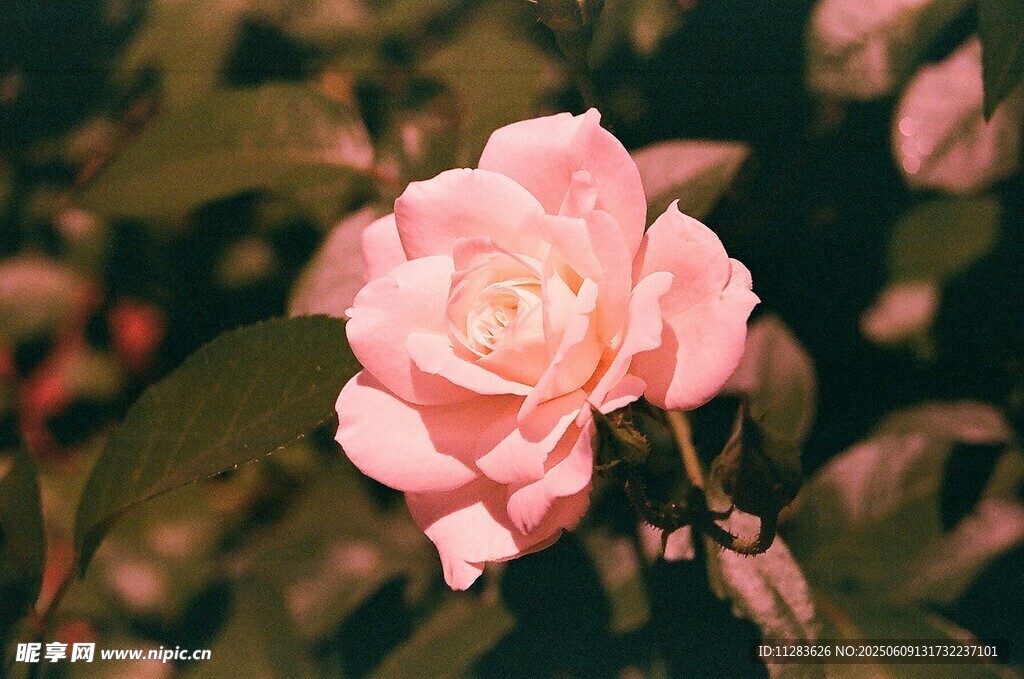 嬌艷月季花綻放