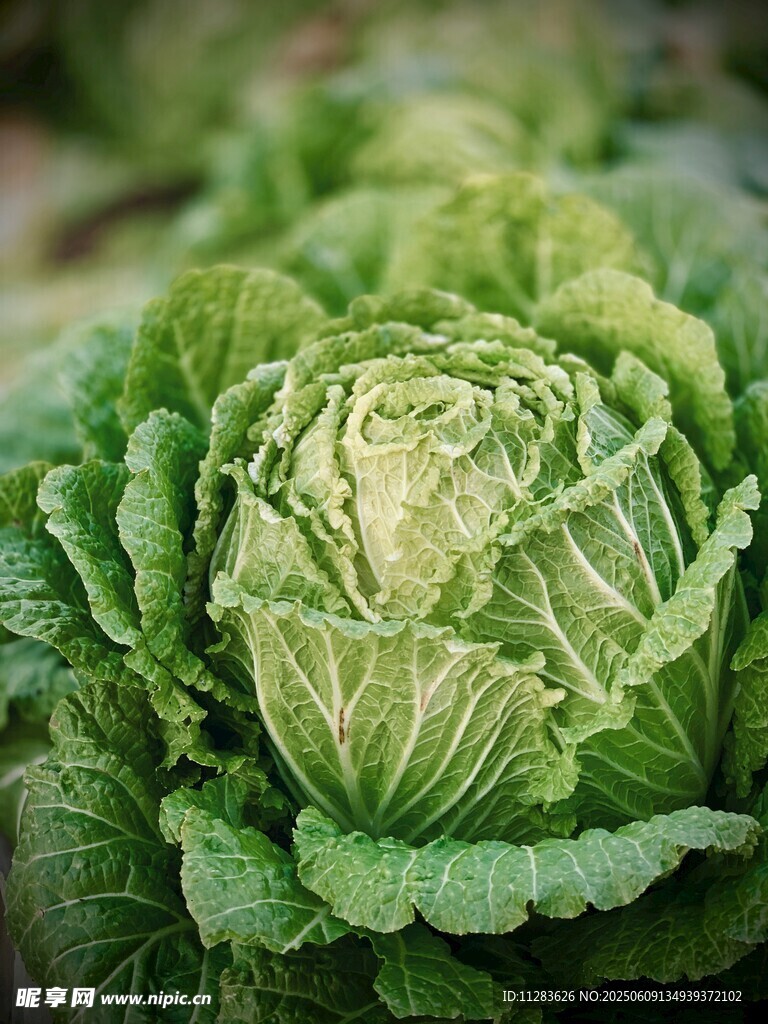 新鮮卷心菜特寫