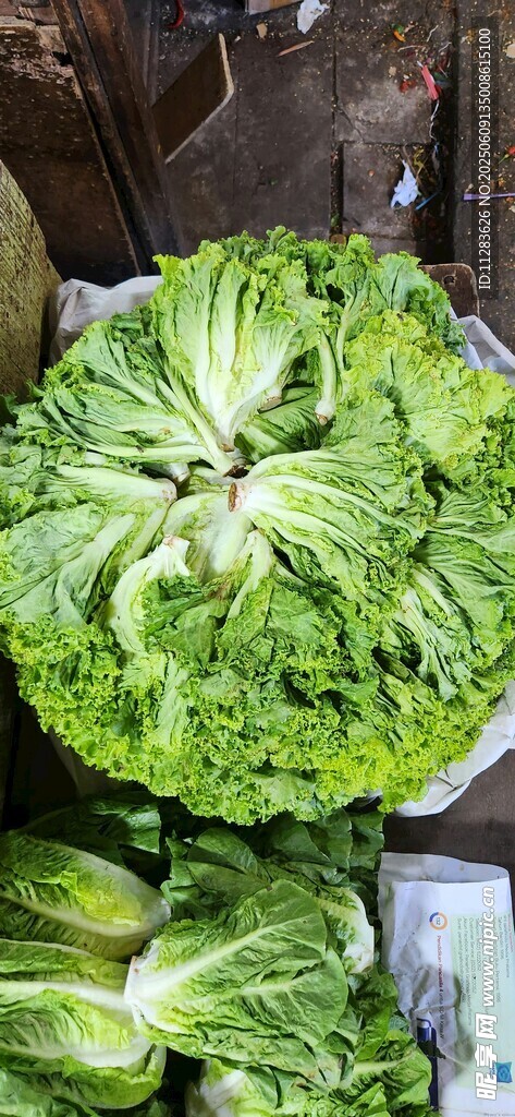 新鮮生菜特寫