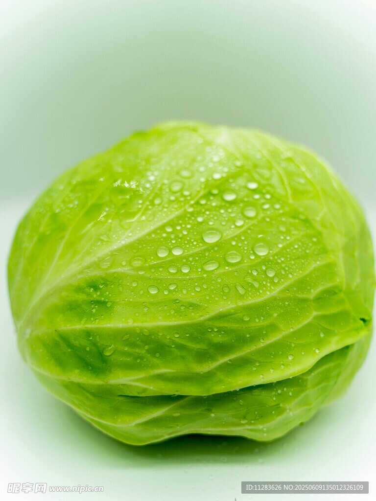 新鮮帶水珠的圓生菜