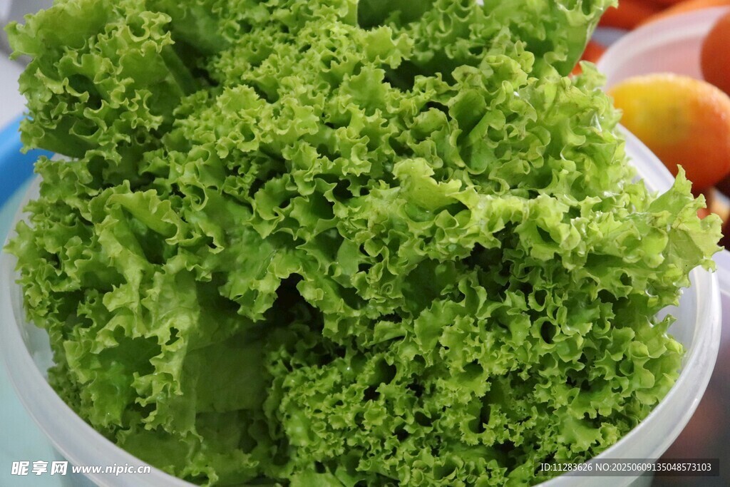 新鮮生菜