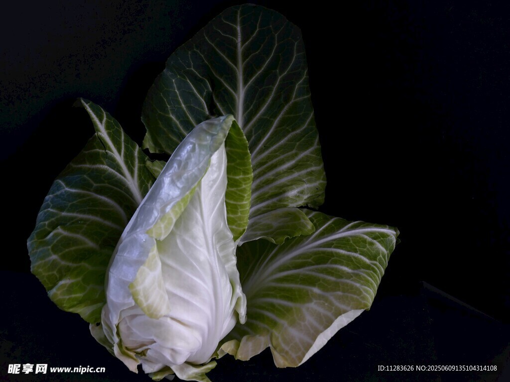 新鮮白菜特寫(xiě)