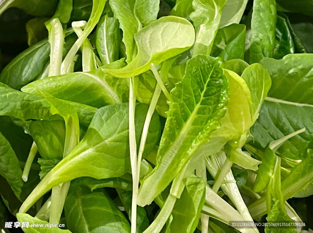 鮮嫩綠葉蔬菜特寫