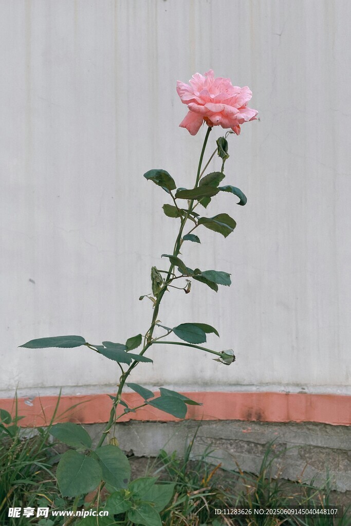 單枝粉色月季花綻放