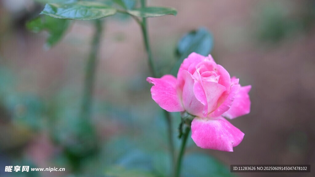 嬌艷粉色月季花