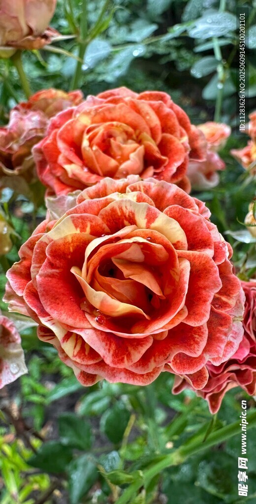 艷麗月季花