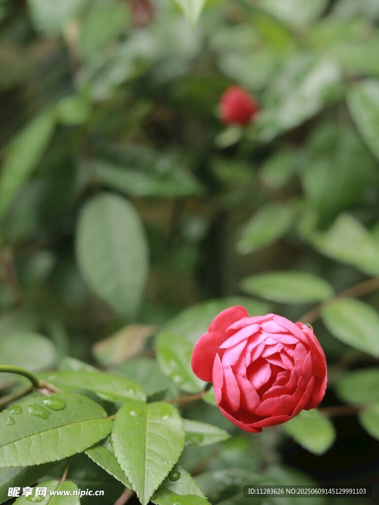 嬌艷欲滴的帶露紅玫瑰