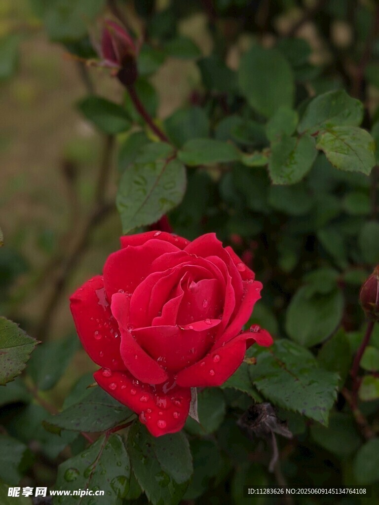 嬌艷月季花