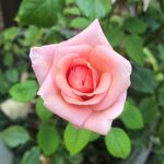 粉色月季花