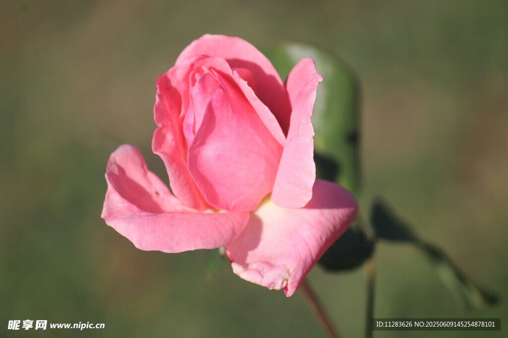 嬌艷月季花