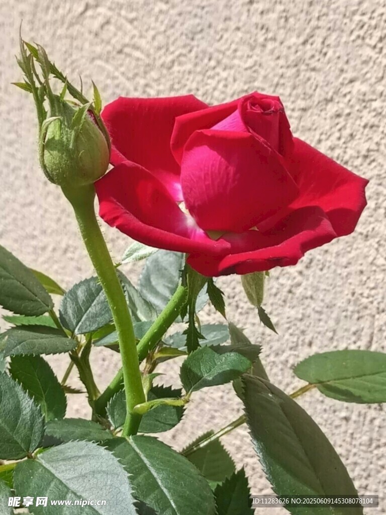 嬌艷紅玫瑰綻放