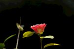 嬌艷月季花