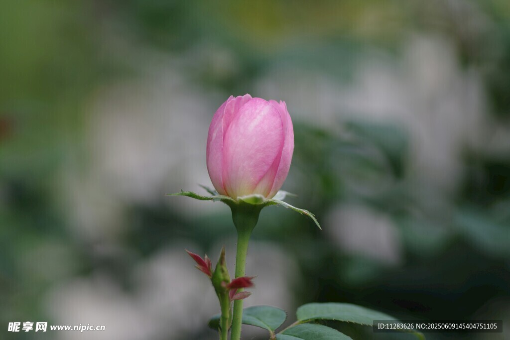 粉色嬌艷月季花