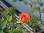 嬌艷月季花