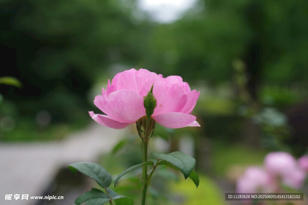 嬌艷粉色月季花特寫