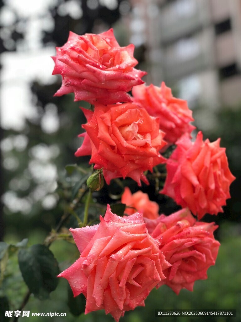 鮮艷橙紅月季花綻放