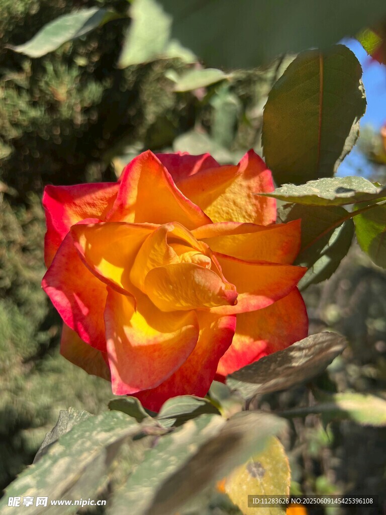 雙色嬌艷月季花