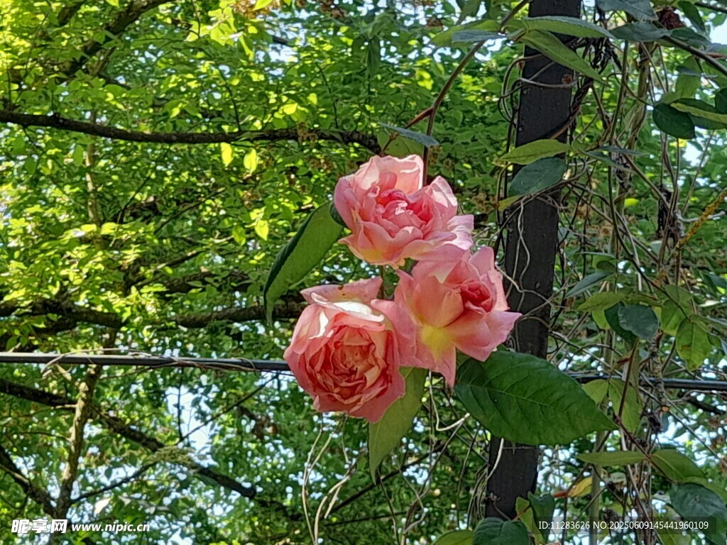 嬌艷粉月季花