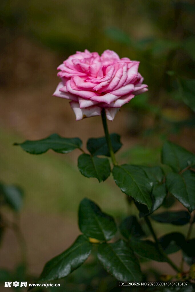 嬌艷月季花