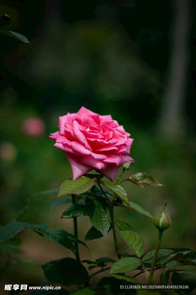 嬌艷粉色月季花綻放
