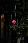 暗夜中的月季花