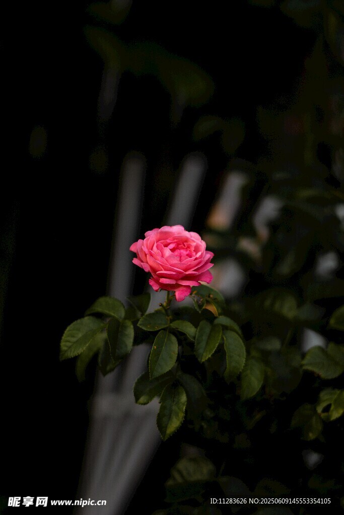 嬌艷獨(dú)放的粉色月季花