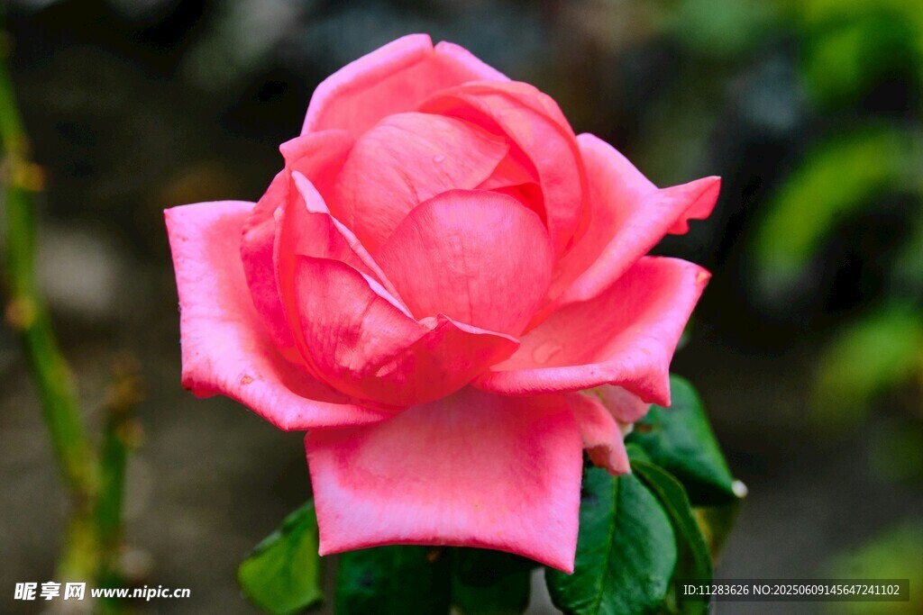 嬌艷粉色月季花