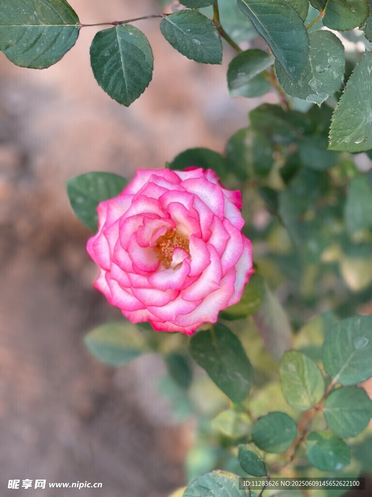 嬌艷粉色月季花綻放