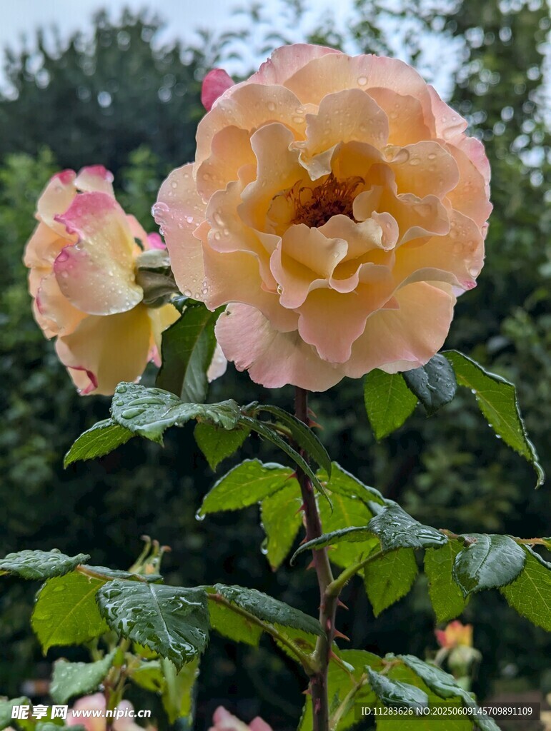 月季花綻放于綠葉間