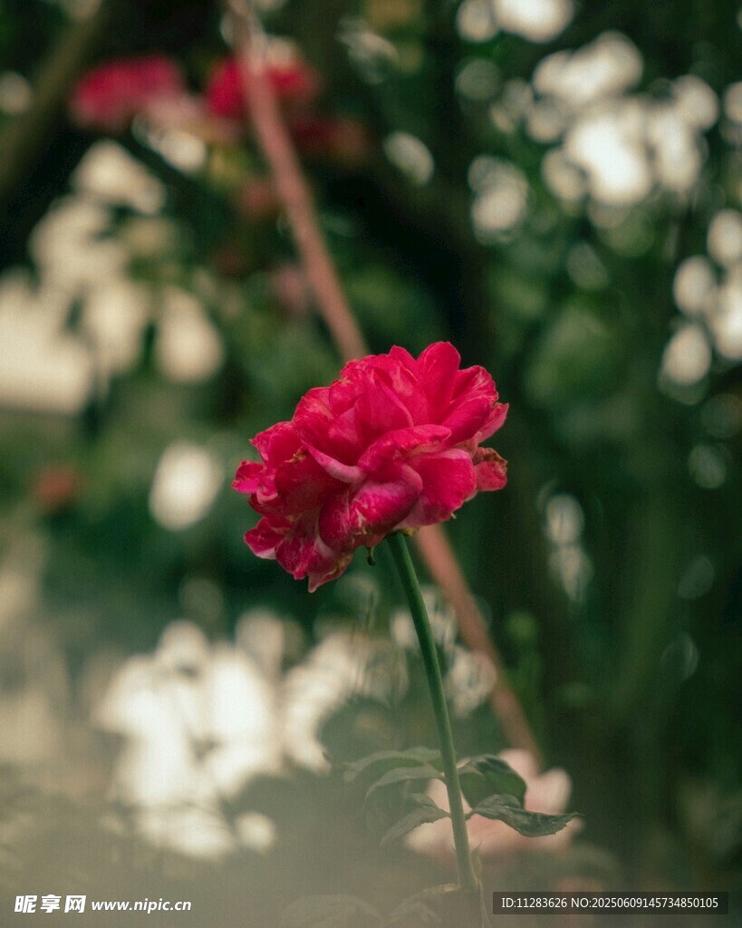 嬌艷月季花特寫