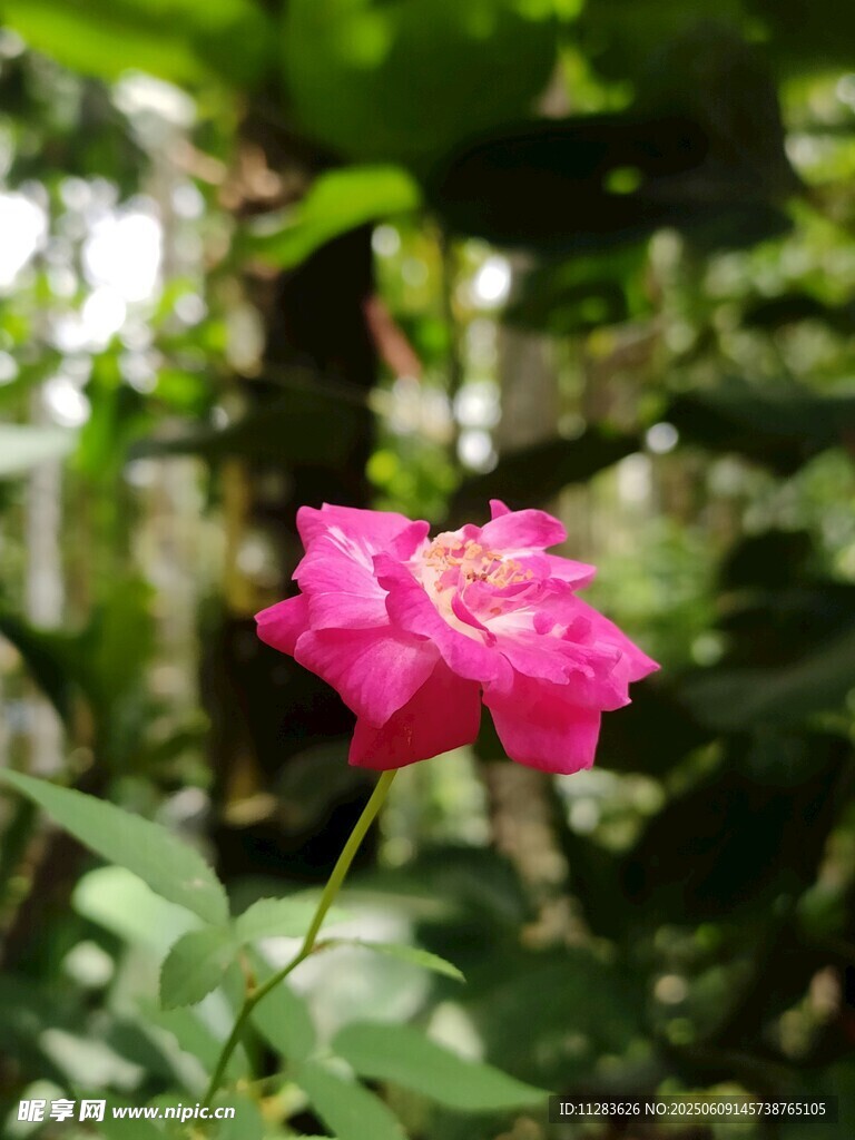 嬌艷綻放的粉色月季花