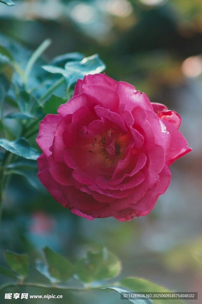 月季花