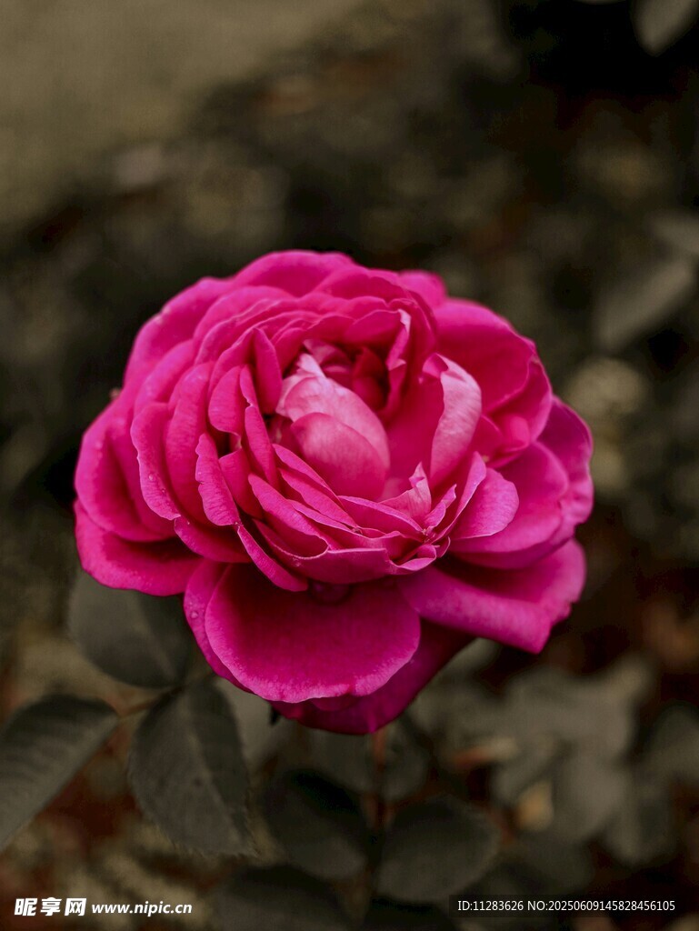 嬌艷盛開的粉紅色月季花