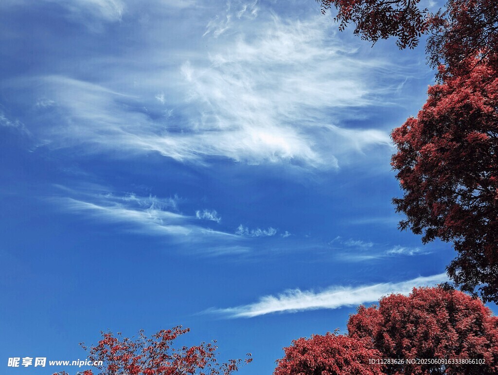 藍天映紅樹美景