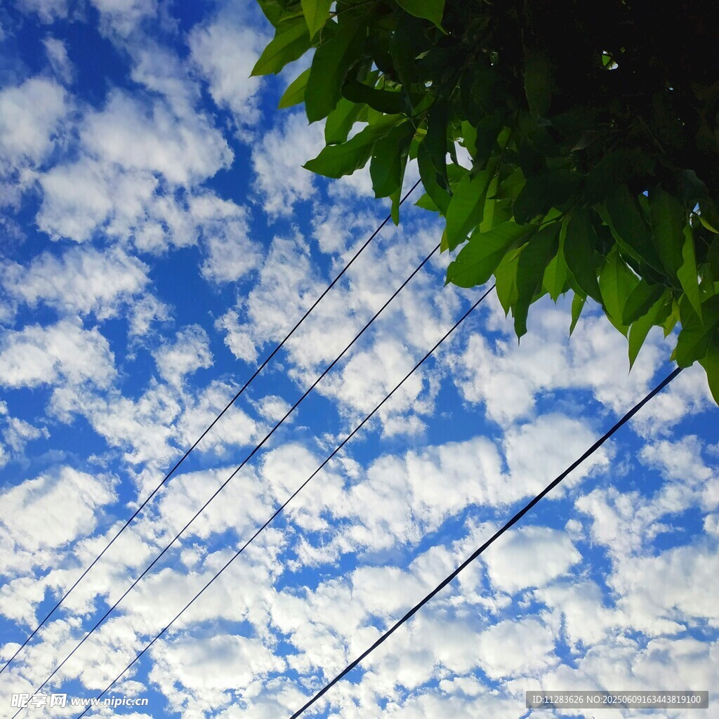藍天綠葉間的電線風景