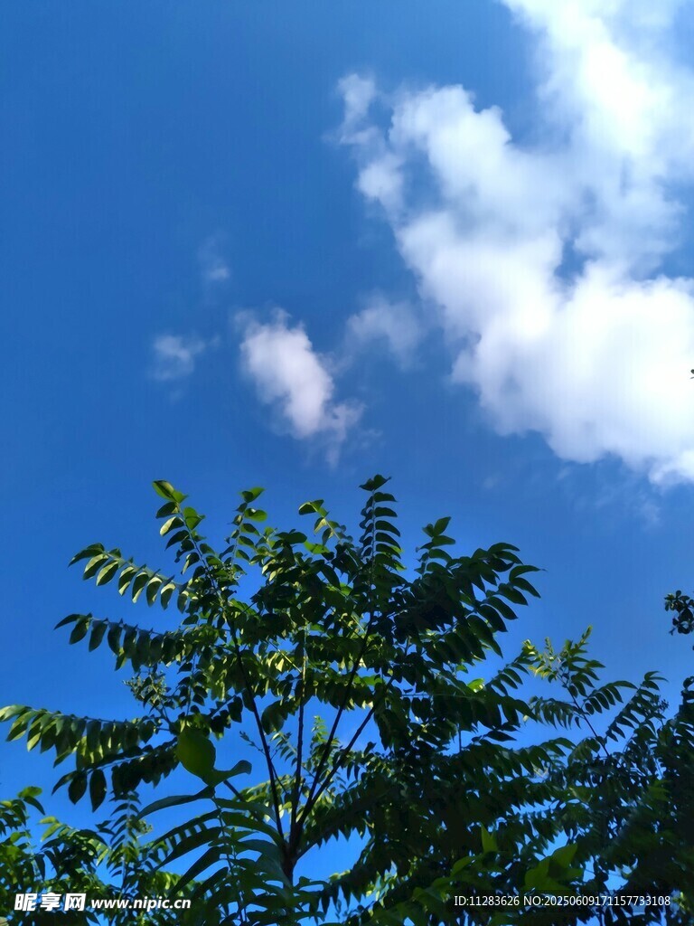 藍(lán)天綠樹間的清新景致