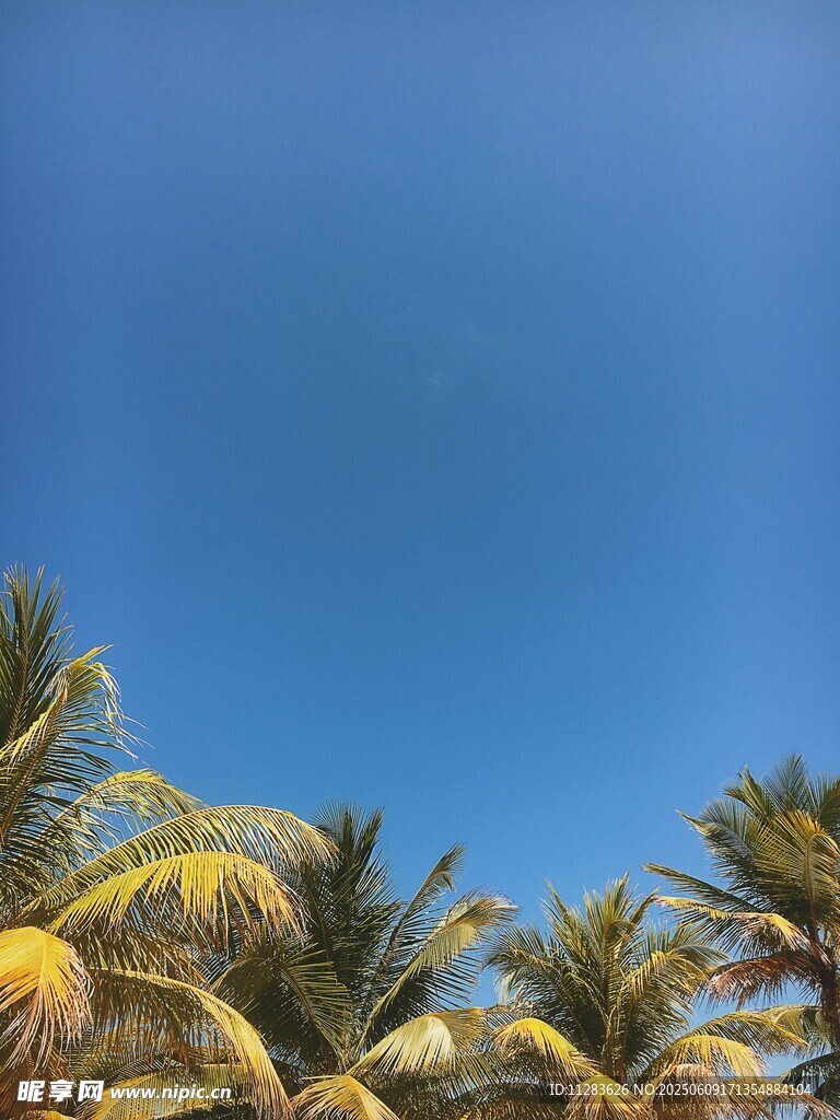 藍天映襯下的熱帶棕櫚樹