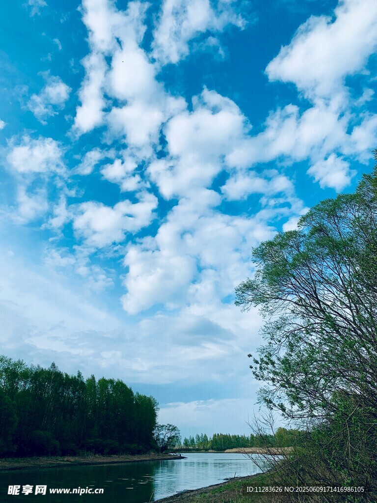 藍(lán)天白云下的河畔綠樹