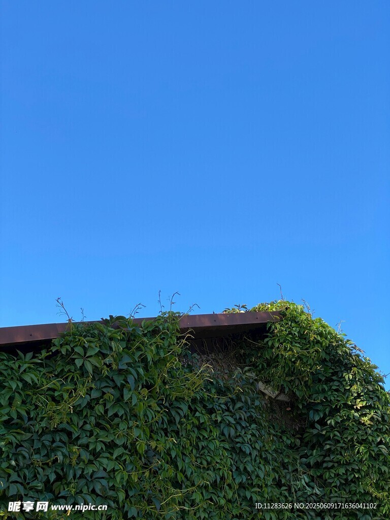 爬滿綠植的屋頂一角