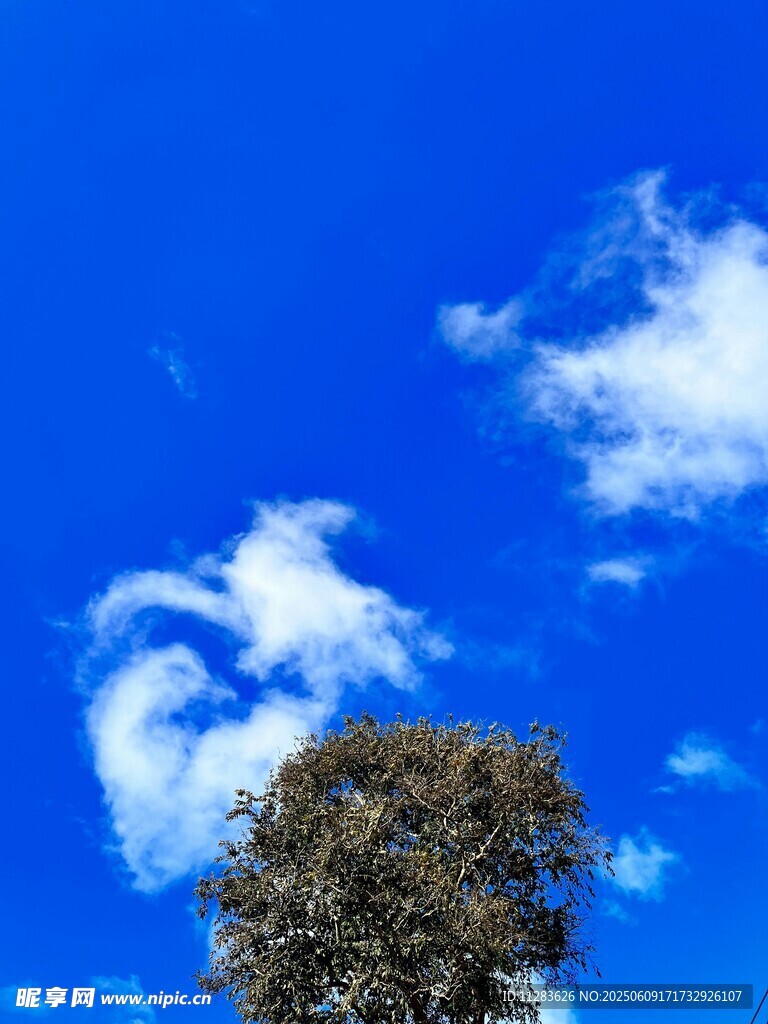 藍天綠樹間的悠然景致