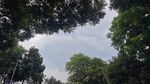 林間天空 綠意盎然